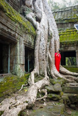 ta prohm tempel feigenbaum kambodscha