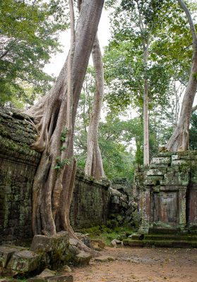 feigenbaum ta prohm tempel kambodscha