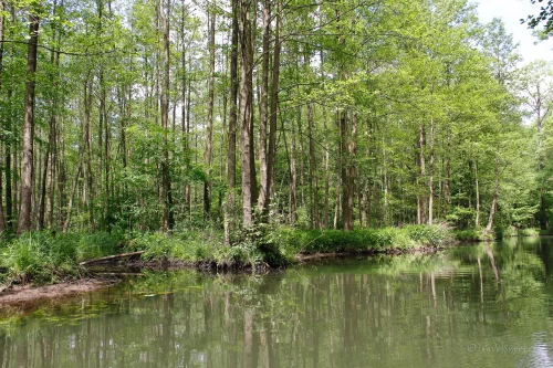 spreewald brandenburg kahnfahrt
