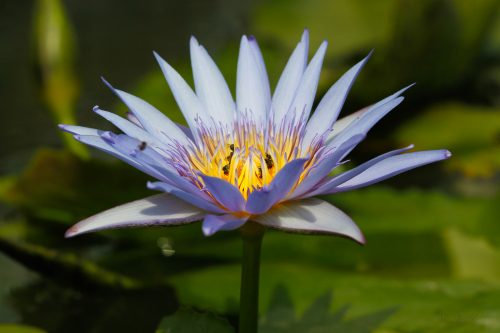 lotusblüte kambodscha