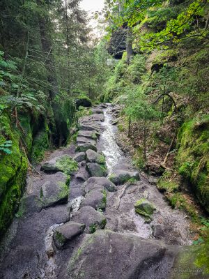 wolfsschlucht sächsische schweiz wanderung elbsandsteingebirge