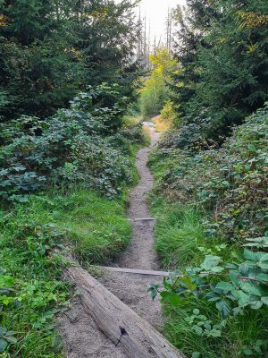 wolfsschlucht sächsische schweiz wanderung
