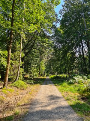 elbelitenweg wanderung affensteine elbsandsteingebirge