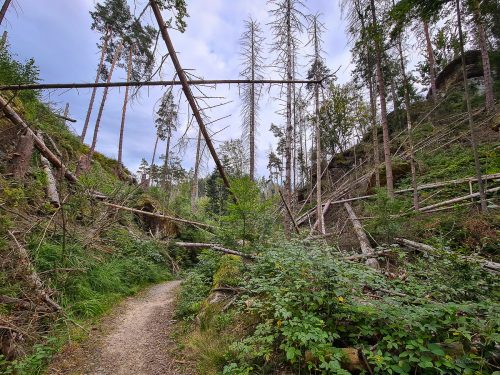 wanderung durch das kirnitzschtal sächsische schweiz