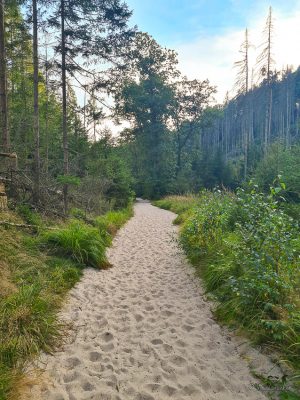 heringsgrund wanderung elbsandsteingebirge sächsische schweiz