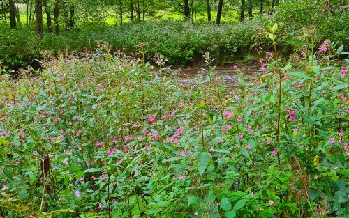 wanderung durch das kirnitzschtal sächsische schweiz