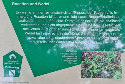 flößersteig wanderung durch das kirnitzschtal sächsische schweiz