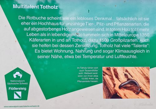 flößersteig wanderung durch das kirnitzschtal sächsische schweiz