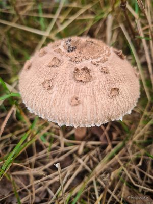 pilz in velpker schweiz