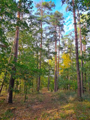 wanderung velpker schweiz