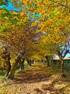 liebesallee elm wanderung
