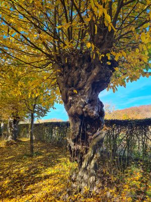 liebesallee elm wanderung