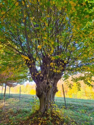 liebesallee elm wanderung