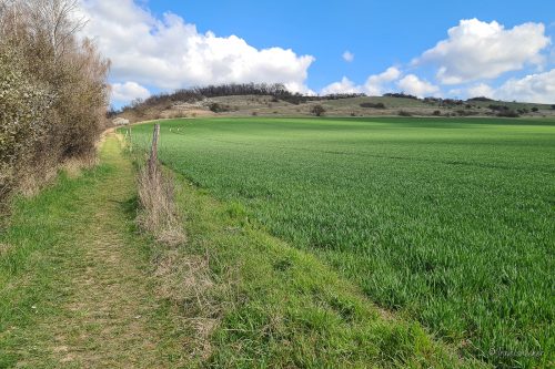 wanderung zu den adonisröschen kleiner fallstein bei hoppenstedt