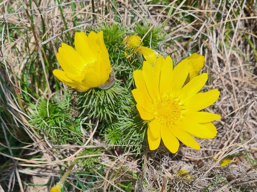 wanderung adonisröschen