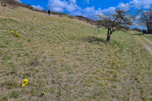 wanderung adonisröschen