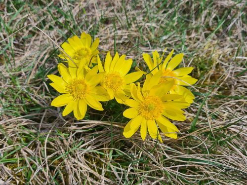adonisröschen wanderung fallstein