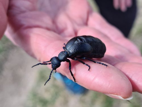 schwarzblauer Ölkäfer