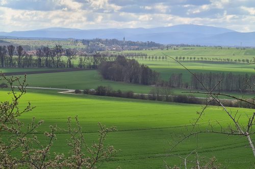 wanderung adonisröschen