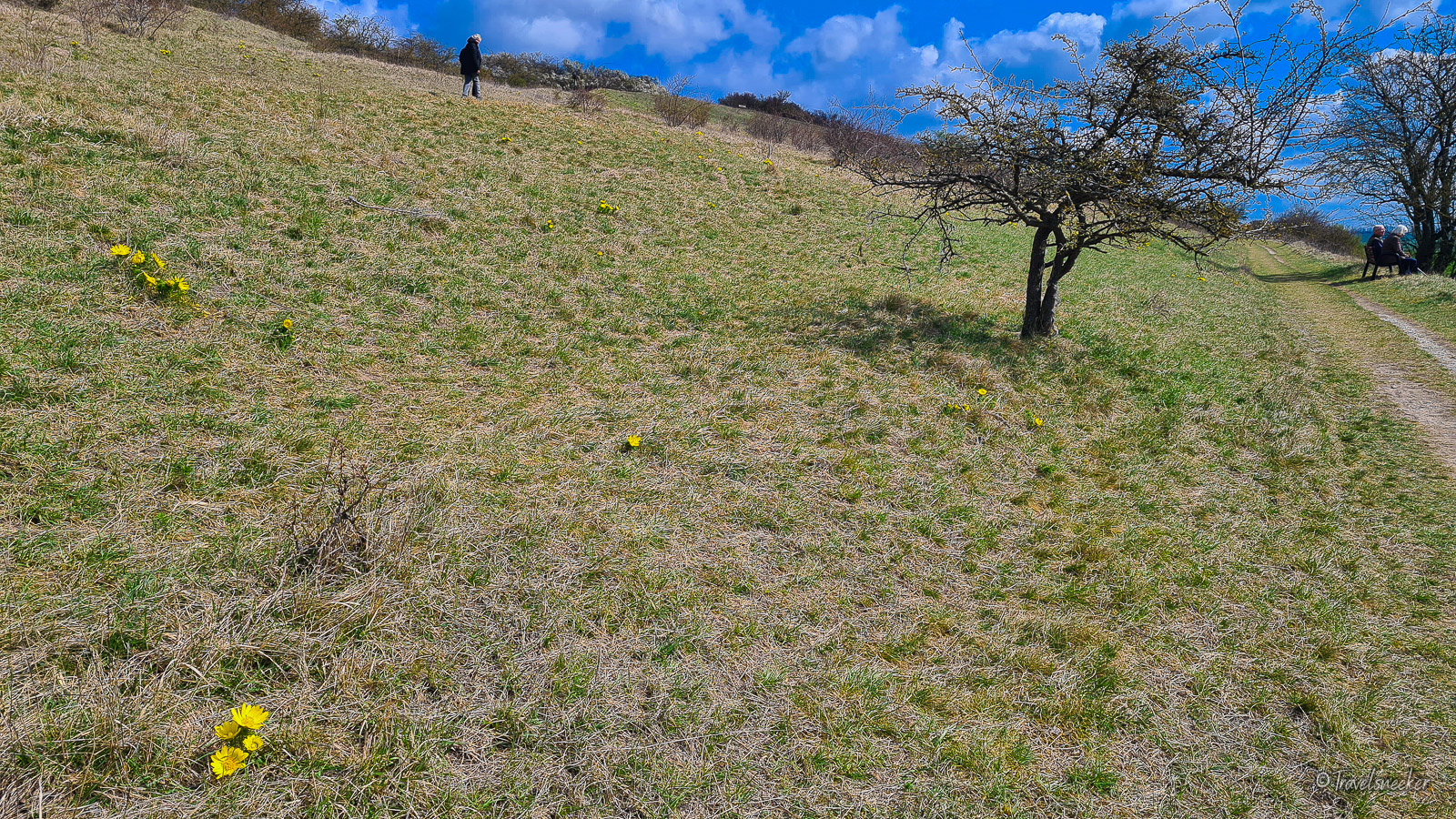 Wanderung Adonisröschen – kleiner Fallstein bei Hoppenstedt im Vorharz