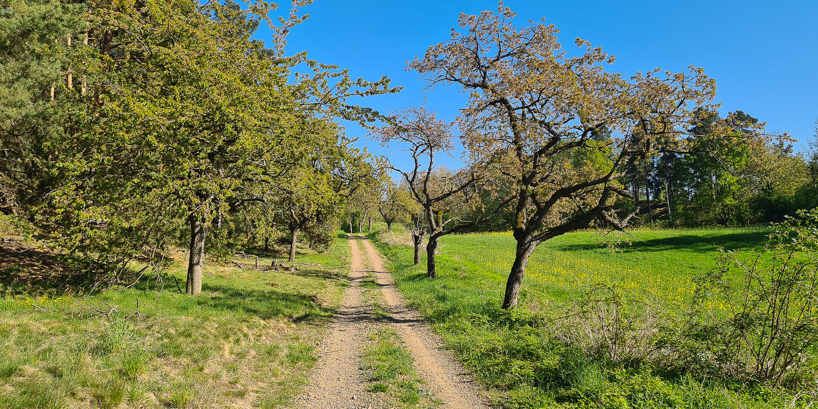 Wanderung Börnecke mit Streuobstwiesen und Adonisröschen