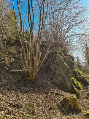 wanderung kloster michaelstein
