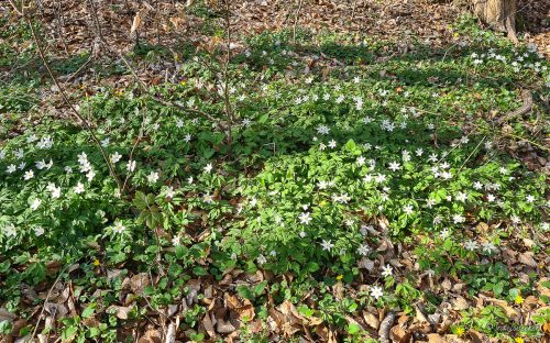wanderung kloster michaelstein