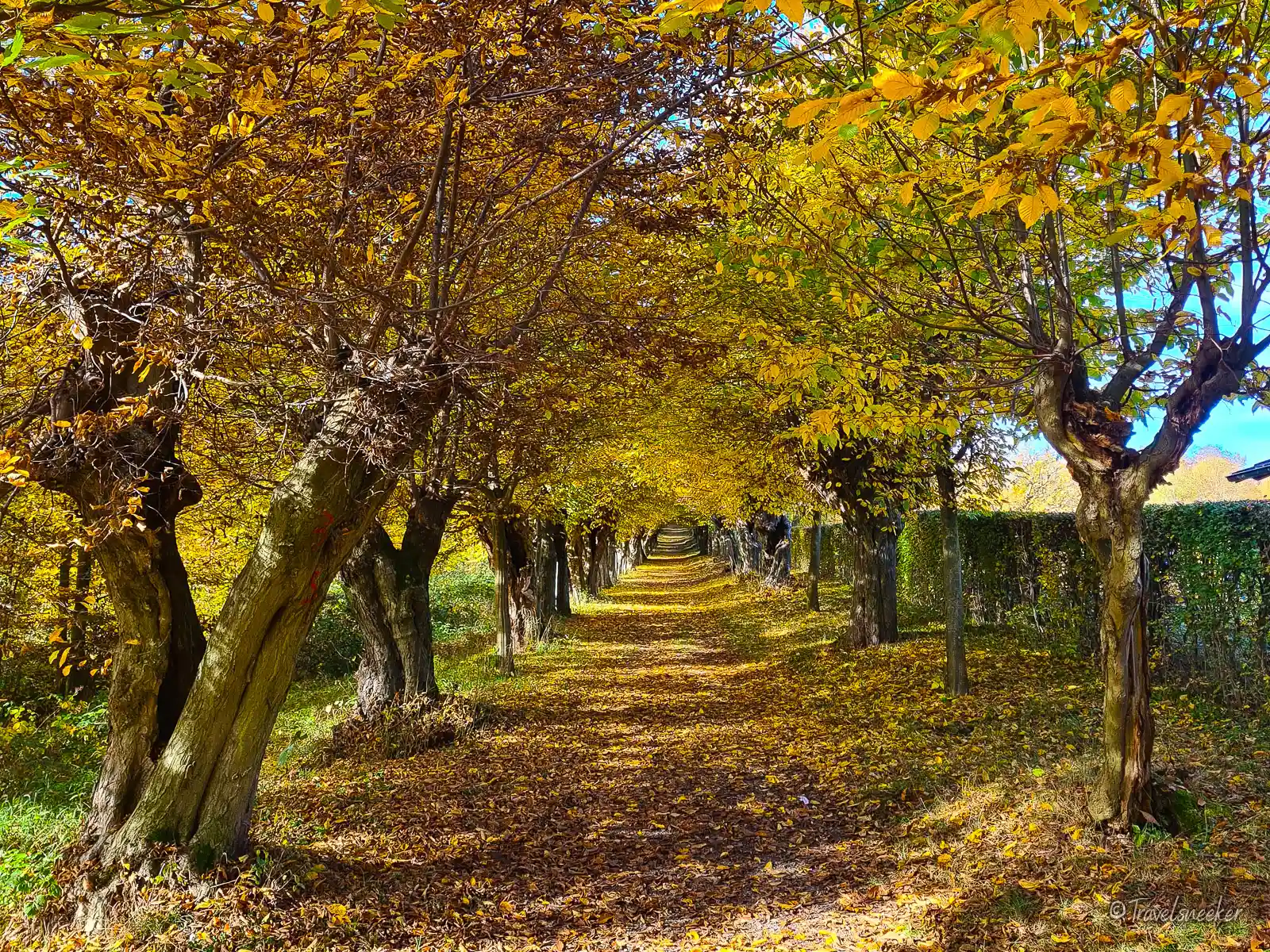 Wanderung Liebesallee im Elm