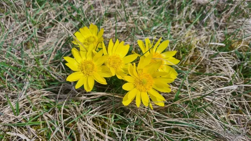 wanderung zu den adonisroeschen im vorharz hoppenstedt