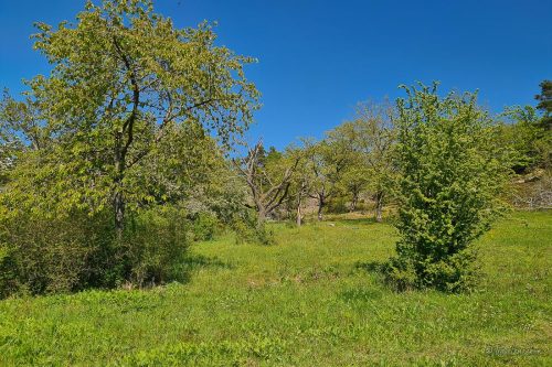 streuobstwiese bei börnecke wanderung im vorharz