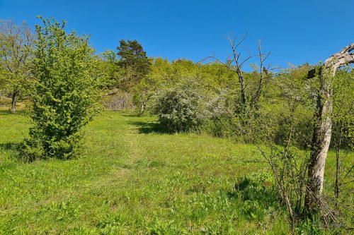 streuobstwiese bei börnecke wanderung im vorharz