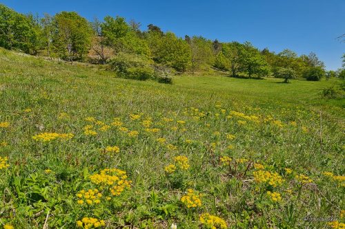 wanderung bei boernecke im harzvorland