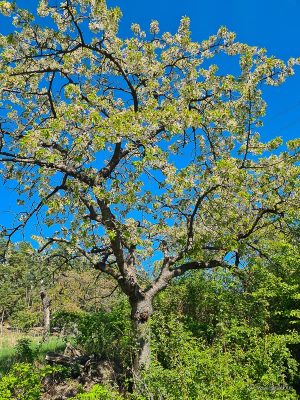 obstbaum bei wanderung um boernecke vorharz