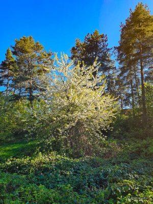 leuchtender baum bei wanderung um boernecke vorharz