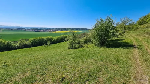 wanderung bei boernecke mit streuobstwiesen und adonisroeschen im vorharz harzvorland
