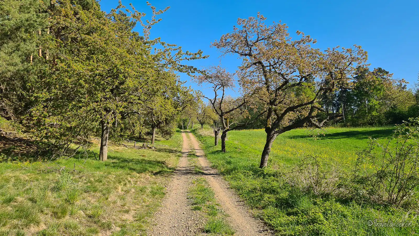 Wanderung Börnecke mit Streuobstwiesen und Adonisröschen