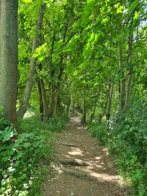 wanderweg stecklenberg zum hexenbaum rungwanderung im harz