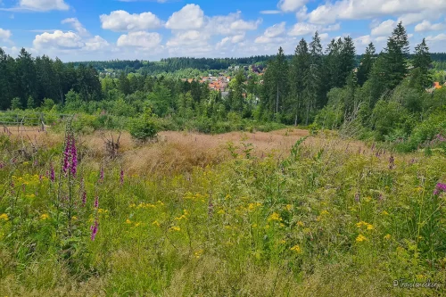 wanderung liebesbankweg im harz