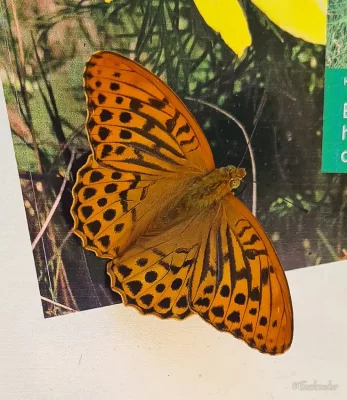schmetterling wanderung im harz