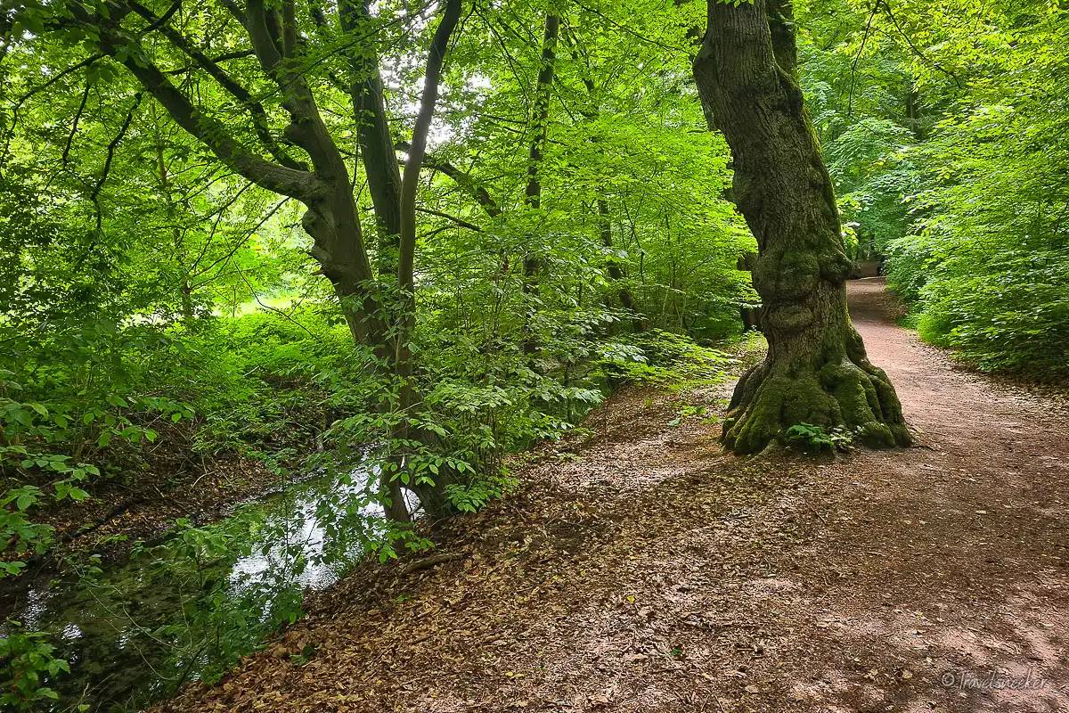 entlang der lutter bei wanderung rund um königslutter am elm