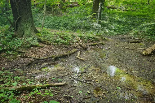 kutscherlochquelle wanderung bei königslutter am elm