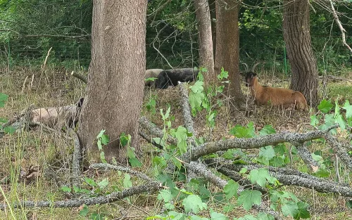 ziegenbock bei wanderung treseburg todtenrode im harz