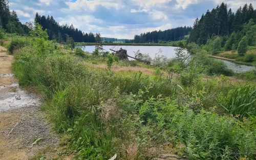 teich harz wanderung liebesbankweg