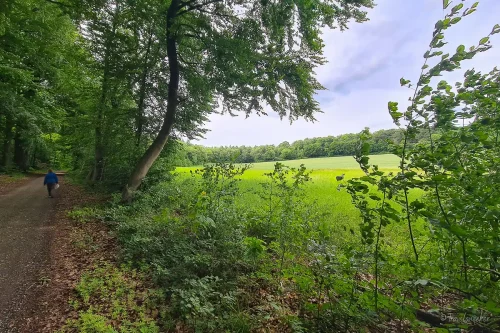 leichte wanderung rund um königslutter am elm
