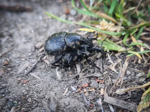 rüsselkäfer bei wanderung harz
