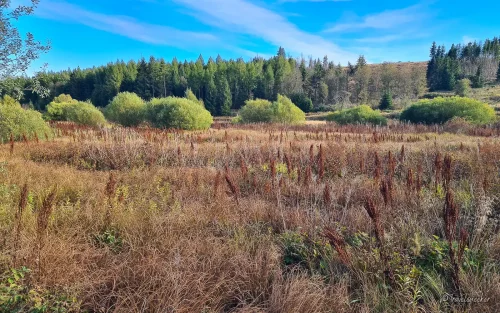 leichte wanderung um die talsperre königshütte im harz