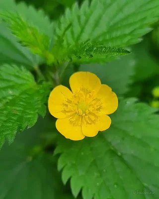blume bei leichter wanderung bei königslutter am elm