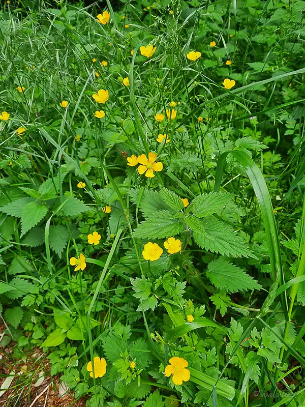 bluemchen bei der wanderung rund um königslutter