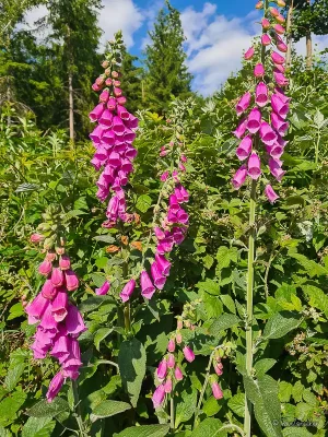 roter finderhut rundwanderweg stecklenburg mit hexenlinde im harz