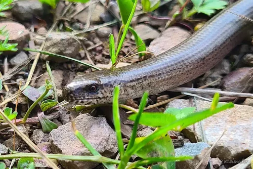 blindschleiche beim wandern treseburg todtenrode im harz